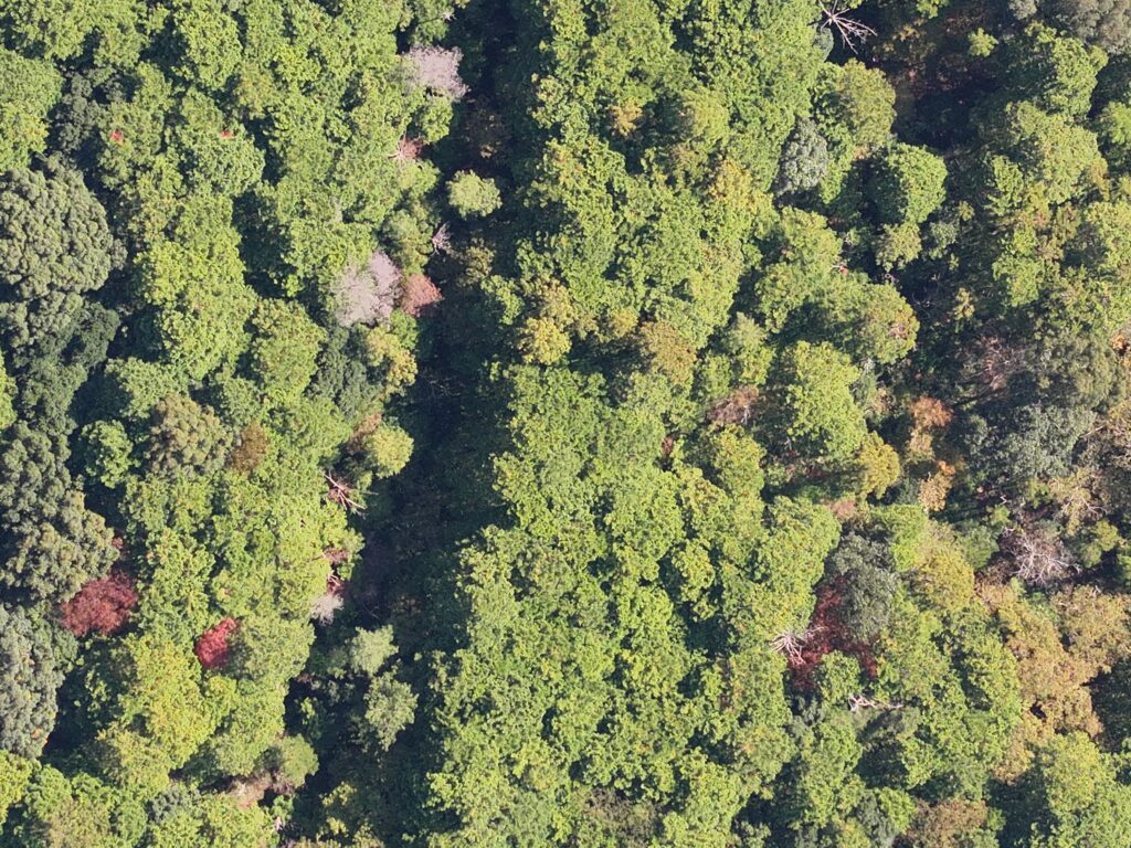 真上から撮影した、広葉樹が茂る山林の空撮写真